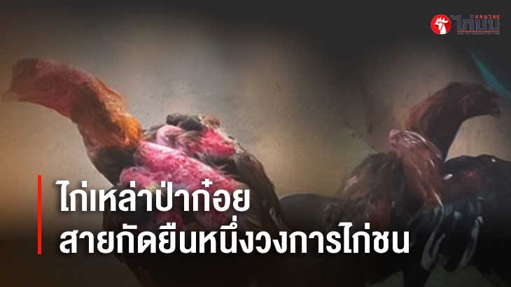 ไก่เหล่าป่าก๋อย สายกัดโหดจากลำพูนที่ยืนหนึ่งวงการไก่ชนไทยและไก่ชนออนไลน์		
			         		
			         