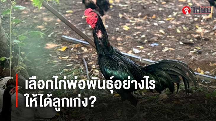 การเลือกพ่อพันธุ์ไก่ชนแบบมืออาชีพ	เลือกไก่พ่อพันธุ์อย่างไรให้ได้ลูกเก่ง? 
			         		
			         		
			         