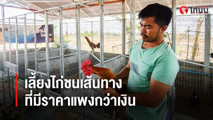 เลี้ยงไก่ชนเส้นทางที่มีราคาแพงกว่าเงิน		
			         		
			         