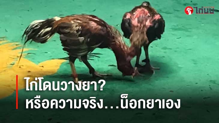 ไก่ชนโดนวางยา? หรือความจริง…น็อกยาเอง		
			         		
			         		
			         