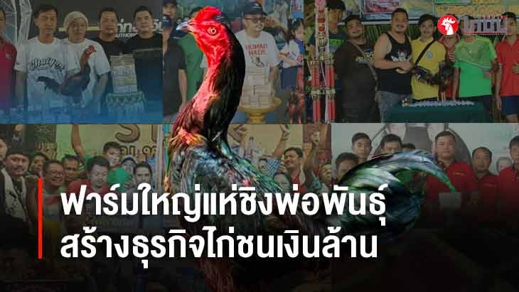 เมื่อธุรกิจสายเลือดกลายเป็นเส้นทางทำกำไรที่ชัดเจนที่สุดในวงการไก่ชน		
			         