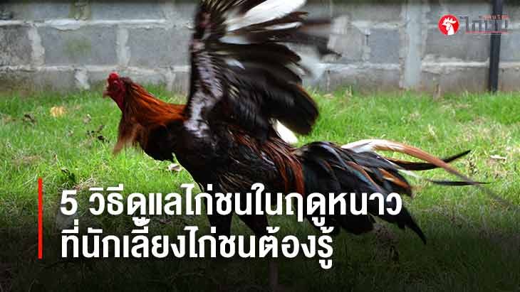 5 วิธีดูแลไก่ชนในฤดูหนาว ที่นักเลี้ยงไก่ชนออนไลน์ต้องรู้	
			         		
			         