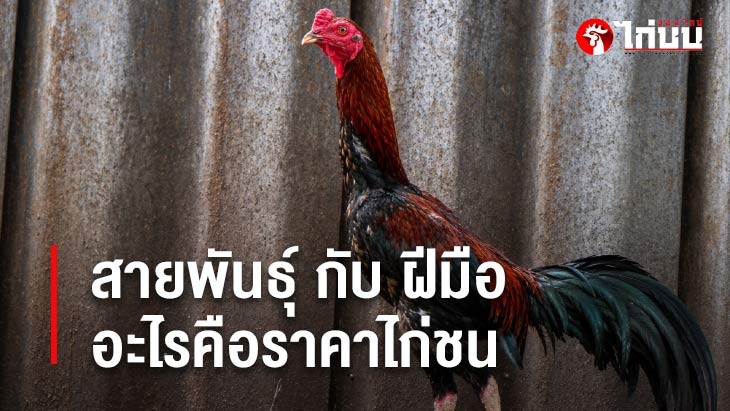 สายพันธุ์ไก่ชน กับ ฝีมือ อะไรคือตัวกำหนดราคาไก่ชนตัวจริง