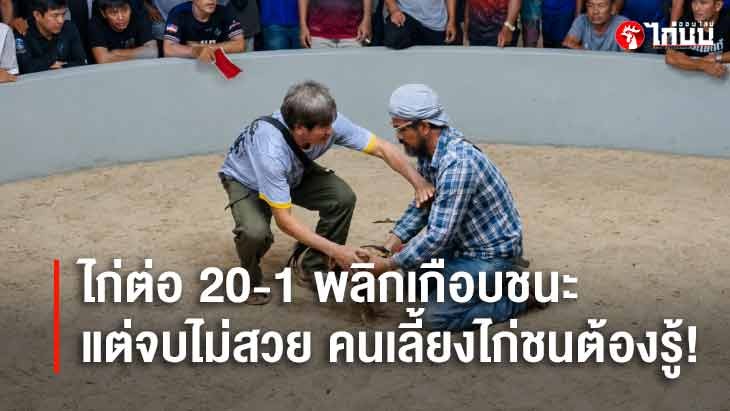 กติกาไก่ชน 
