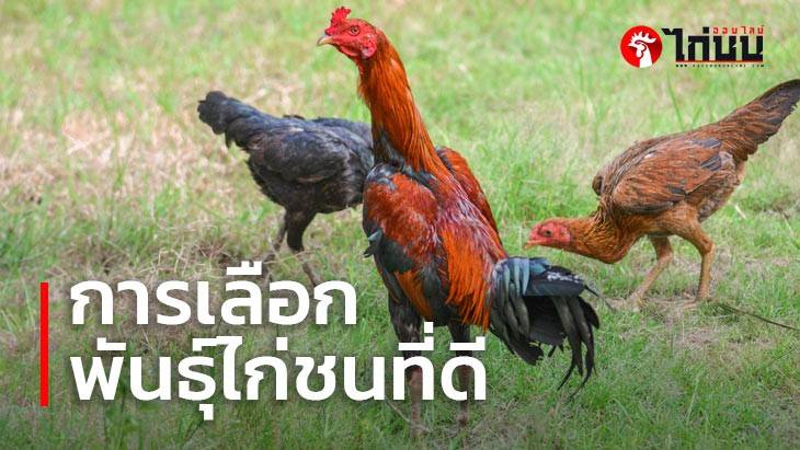 การเลือกพันธุ์ไก่ชนที่ดีสำหรับมือใหม่		
			         		
			         		
			         		
			         
