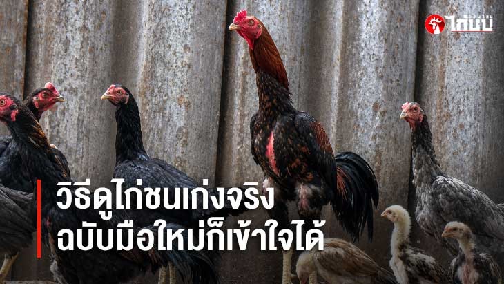 วิธีดูไก่ชนเก่งจริง ไม่ใช่แค่ 