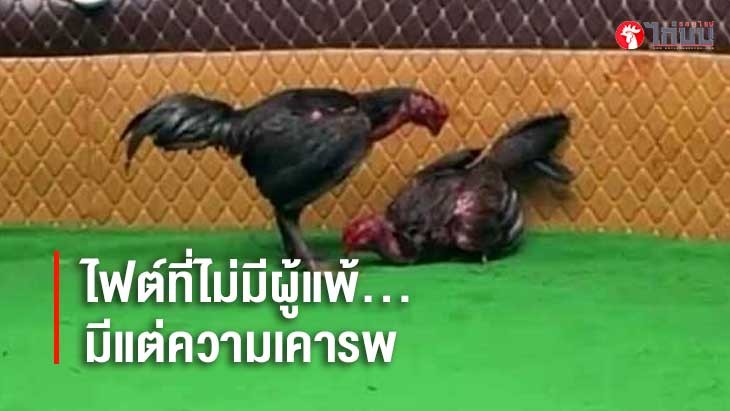 ไก่ชนเงินล้านไฟต์ที่ไม่มีผู้แพ้…มีแต่ความเคารพ		
			         